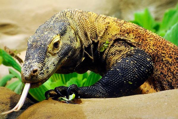 monstruo de Komodo
