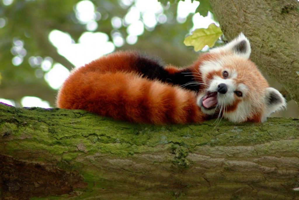 panda rojo