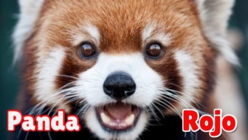 panda rojo