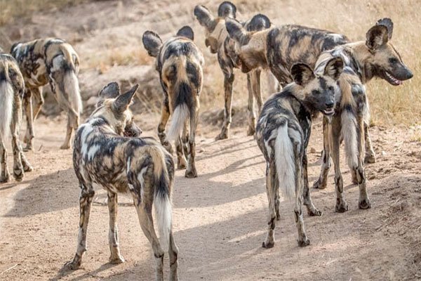 perros salvajes africanos