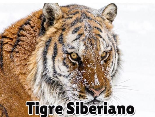tigre siberiano